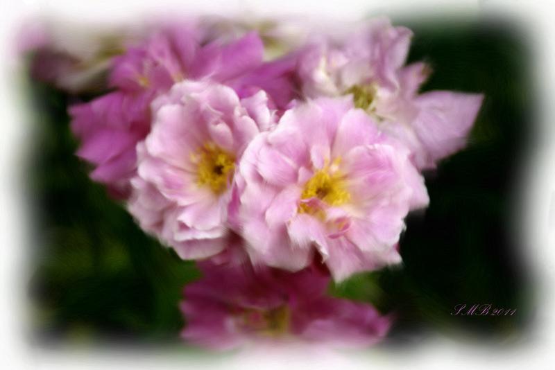Country Roses